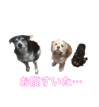犬と猫との幸せな人生（個別スタンプ：23）