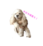 犬と猫との幸せな人生（個別スタンプ：24）