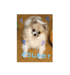 チワワ＆ポメラニアンのスタンプ2です（個別スタンプ：6）