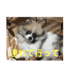 チワワ＆ポメラニアンのスタンプ2です（個別スタンプ：10）