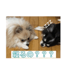 チワワ＆ポメラニアンのスタンプ2です（個別スタンプ：12）