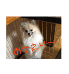 チワワ＆ポメラニアンのスタンプ2です（個別スタンプ：27）
