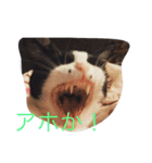 かんちゃ（個別スタンプ：1）