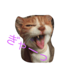 かんちゃ（個別スタンプ：2）