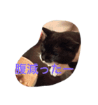 かんちゃ（個別スタンプ：3）