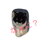 かんちゃ（個別スタンプ：4）