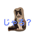 かんちゃ（個別スタンプ：15）