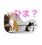 かんちゃ（個別スタンプ：16）