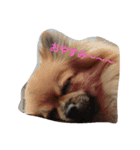 可愛い愛犬♪（個別スタンプ：1）