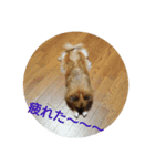 可愛い愛犬♪（個別スタンプ：2）