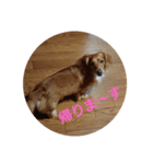可愛い愛犬♪（個別スタンプ：3）