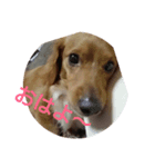 可愛い愛犬♪（個別スタンプ：4）