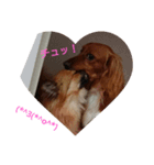 可愛い愛犬♪（個別スタンプ：5）