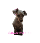 可愛い愛犬♪（個別スタンプ：6）