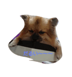 可愛い愛犬♪（個別スタンプ：7）