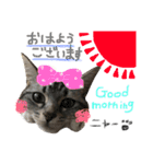 愛猫レモンちゃんスタンプ①（個別スタンプ：1）