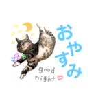 愛猫レモンちゃんスタンプ①（個別スタンプ：2）