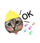 愛猫レモンちゃんスタンプ①（個別スタンプ：3）