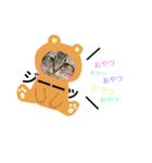 愛猫レモンちゃんスタンプ①（個別スタンプ：5）