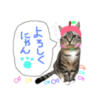 愛猫レモンちゃんスタンプ①（個別スタンプ：9）