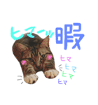 愛猫レモンちゃんスタンプ①（個別スタンプ：11）