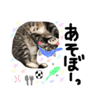 愛猫レモンちゃんスタンプ①（個別スタンプ：17）