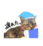 愛猫レモンちゃんスタンプ①（個別スタンプ：19）
