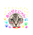 愛猫レモンちゃんスタンプ①（個別スタンプ：21）