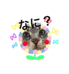 愛猫レモンちゃんスタンプ①（個別スタンプ：22）