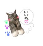 愛猫レモンちゃんスタンプ①（個別スタンプ：24）