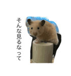 キンハムきんたろの使える？スタンプ（個別スタンプ：1）