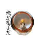 キンハムきんたろの使える？スタンプ（個別スタンプ：5）