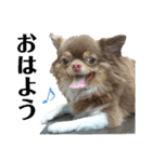 犬☆スタンプ・チワワ・ハスキー・フラット（個別スタンプ：1）