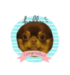 犬☆スタンプ・チワワ・ハスキー・フラット（個別スタンプ：2）