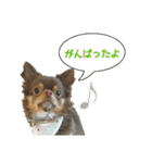 犬☆スタンプ・チワワ・ハスキー・フラット（個別スタンプ：3）