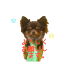 犬☆スタンプ・チワワ・ハスキー・フラット（個別スタンプ：4）