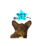犬☆スタンプ・チワワ・ハスキー・フラット（個別スタンプ：7）
