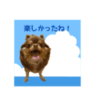 犬☆スタンプ・チワワ・ハスキー・フラット（個別スタンプ：8）