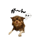 犬☆スタンプ・チワワ・ハスキー・フラット（個別スタンプ：9）