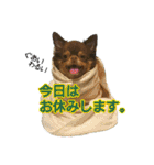 犬☆スタンプ・チワワ・ハスキー・フラット（個別スタンプ：12）