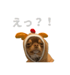 犬☆スタンプ・チワワ・ハスキー・フラット（個別スタンプ：13）