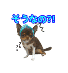 犬☆スタンプ・チワワ・ハスキー・フラット（個別スタンプ：14）
