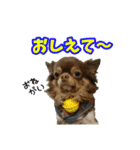 犬☆スタンプ・チワワ・ハスキー・フラット（個別スタンプ：15）