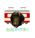 犬☆スタンプ・チワワ・ハスキー・フラット（個別スタンプ：16）