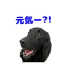 犬☆スタンプ・チワワ・ハスキー・フラット（個別スタンプ：17）