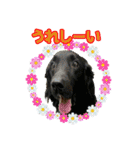 犬☆スタンプ・チワワ・ハスキー・フラット（個別スタンプ：20）