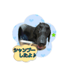 犬☆スタンプ・チワワ・ハスキー・フラット（個別スタンプ：23）