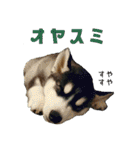 犬☆スタンプ・チワワ・ハスキー・フラット（個別スタンプ：24）