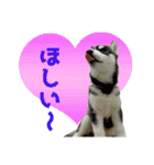 犬☆スタンプ・チワワ・ハスキー・フラット（個別スタンプ：25）