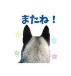 犬☆スタンプ・チワワ・ハスキー・フラット（個別スタンプ：27）